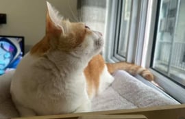 A photo of her cat, Steve -- Photo: Zaina